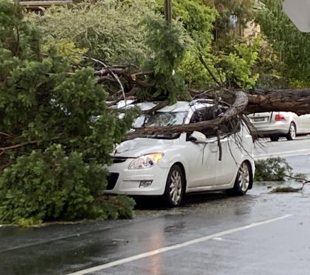 A large branch has come down on a car in St Kilda East.
