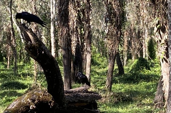 Staff from the Boondall Wetlands centre may be relocated to operate the Planetarium at Mt Coot-tha.