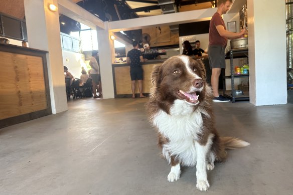 Archer the dog, from Archer Brewing, before the complaint was investigated by Brisbane City Council.