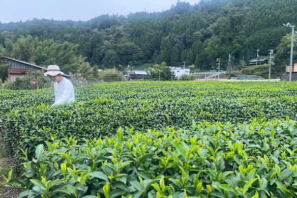Daiki Tanaka started his matcha farm and business about a decade ago but said it was difficult to settle in.