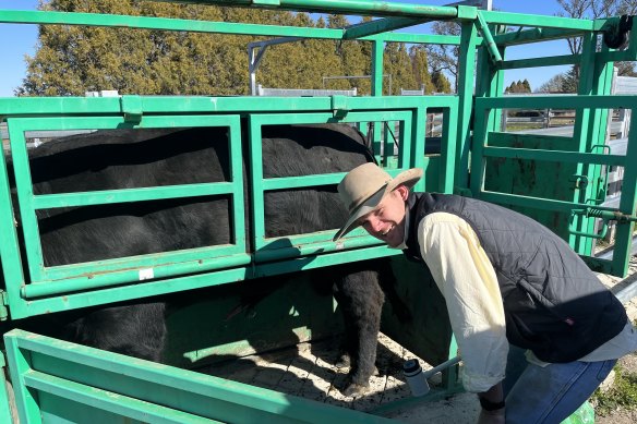 Isaac Graham carries out bull fertility testing in Guyra ahead of  the spring sale season.
