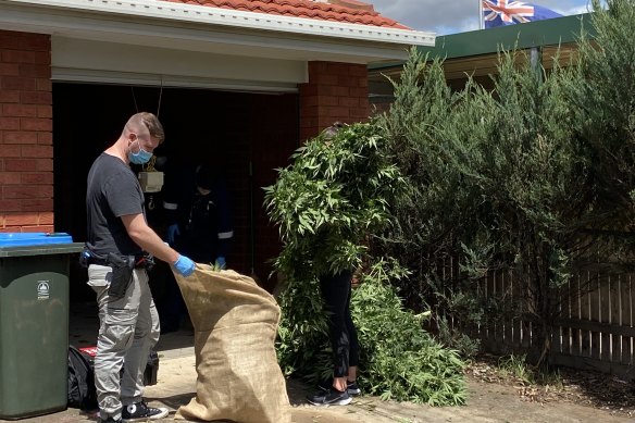 A police seizure of cannabis plants in Melbourne’s western suburbs in November 2021.