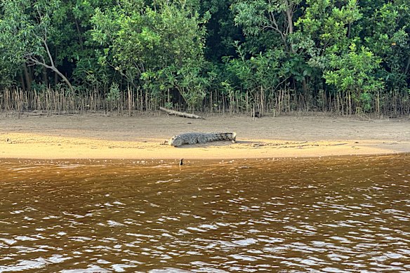 File photo: A crocodile basking in the late afternoon sun next to the Endeavour River estuary in North Queensland.