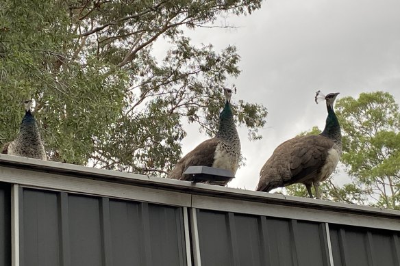 Brisbane City Council ordered the removal of wild peafowl from Bardon.