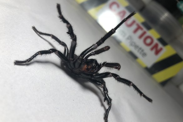 The numbers of funnel web spiders have declined this summer.