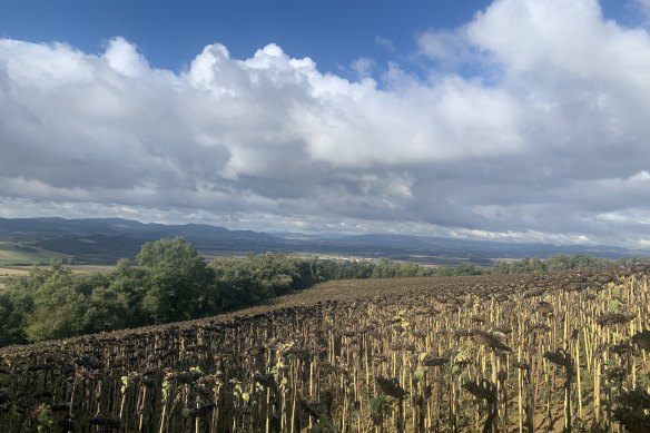 Sunflower fields … past their prime but still stunningly beautiful.