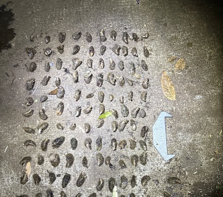 Officers  located 139 protected bivalve molluscs and an undersized mud crab in one of three raids on illegal fishing businesses in Brisbane, the Gold Coast, and Moreton Bay.