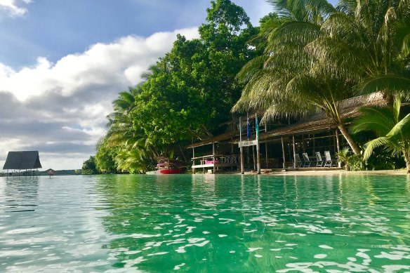 Green turtles swim out the front of the lodge every day.