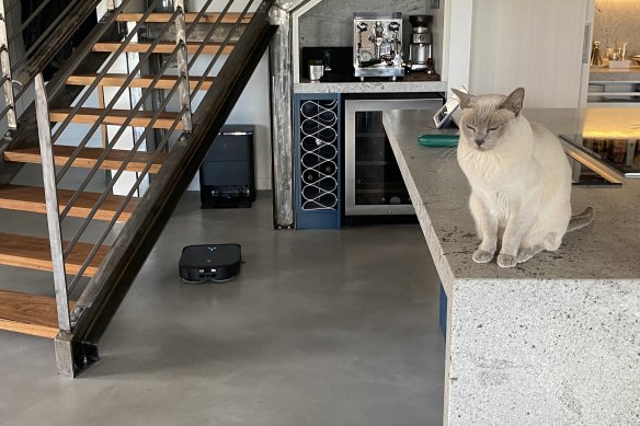 Marvin the robot vacuum cleaner (left) heads back to base as Soda the cat keeps a respectful distance.