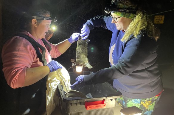 Platypus researchers Michelle Ryan (left) and Katherine Warwick (right) study a monotreme.