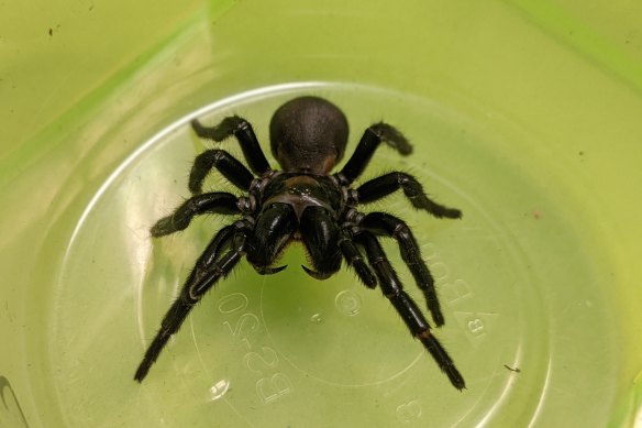 The K’gari (Fraser Island) funnel web spider’s venom contains a molecule that researchers believe will stop heart and brain cells being destroyed after a heart attack or stroke.