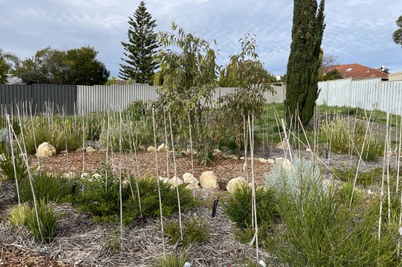 A Miyawaki forest planted at Poiseidon Primary School in Heathridge. 