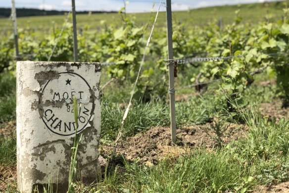 In the fields at Moët & Chandon.