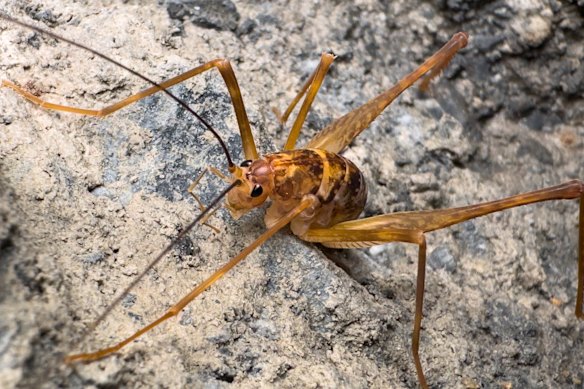 Researchers have recently described a new species of cave cricket, found within the cave systems of Jenolan, Wombeyan and Abercrombie. 