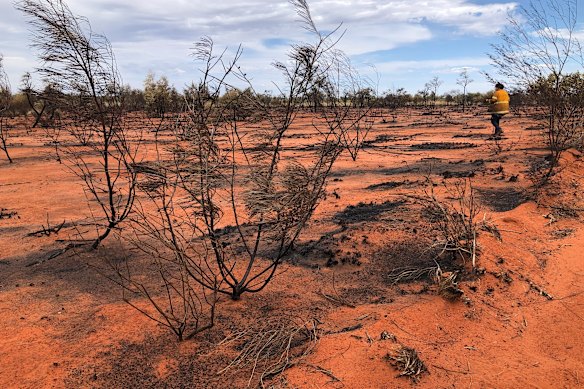 Sandra Beasley, membro da tripulação do Newhaven Wildlife Sanctuary, inspeciona o local de um incêndio florestal no santuário esta semana.