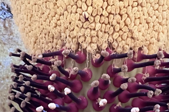 Pollen oozing from Putricia’s male organs, above the dark purple stems of her female flowers, which have been fertilised in the hopes they produce berries and seeds.