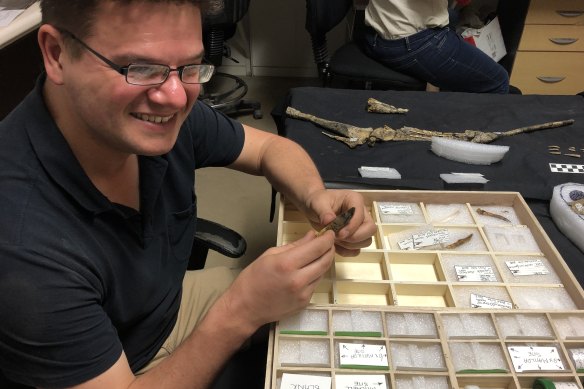 Dr Stephen Poropat examines some of the fossil teeth.