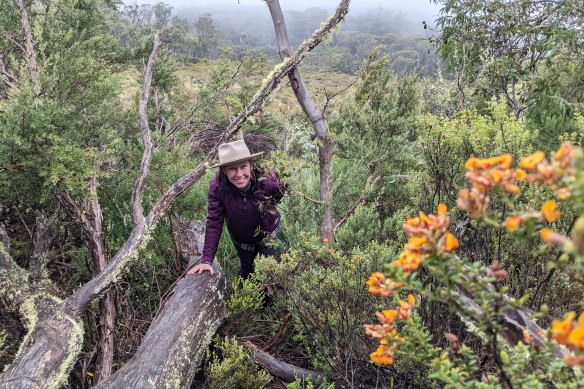 Georgia Davis, from the WWF-Australia, joined other volunteers searching for rare subalpine plants in Namadgi National Park in March.