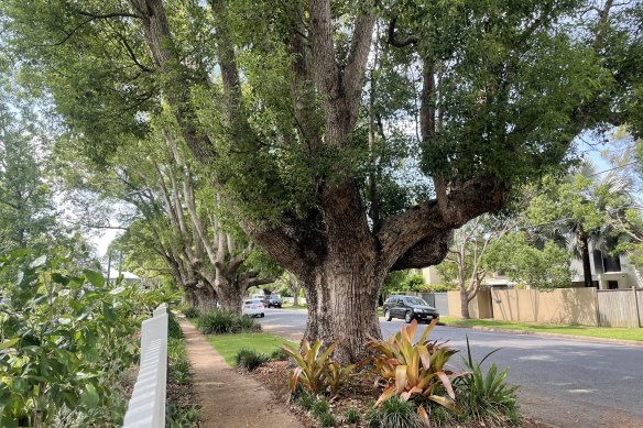 A well-shaded street, such as this one in Graceville, is defined by the presence of established, mature trees, says radiation expert Nathan Downs.