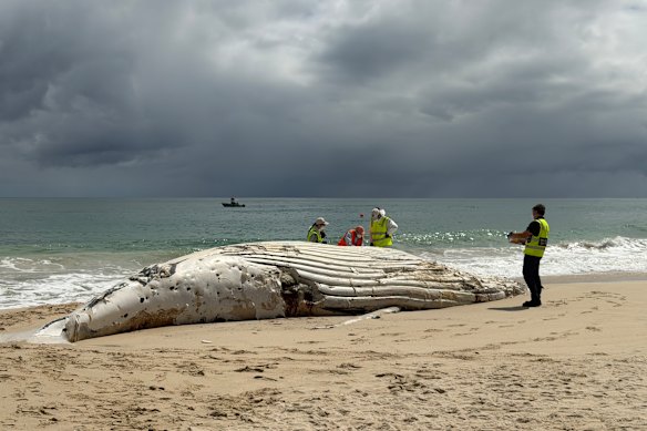 The whale carcass at City Beach on Tuesday morning.