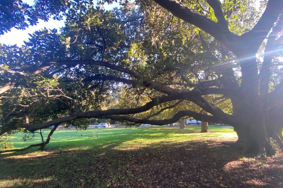 One of Novak Djokovic’s special trees, in Domain Park.