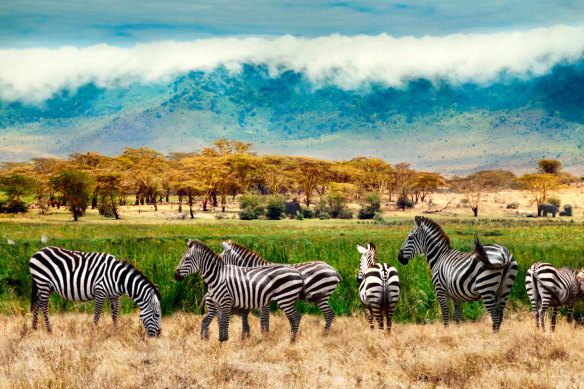 Herds of zebra are abundant in the Ngorongoro Crater.