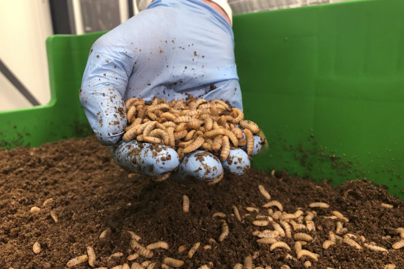 A tray of black soldier fly larvae being grown to consume in Holland. 