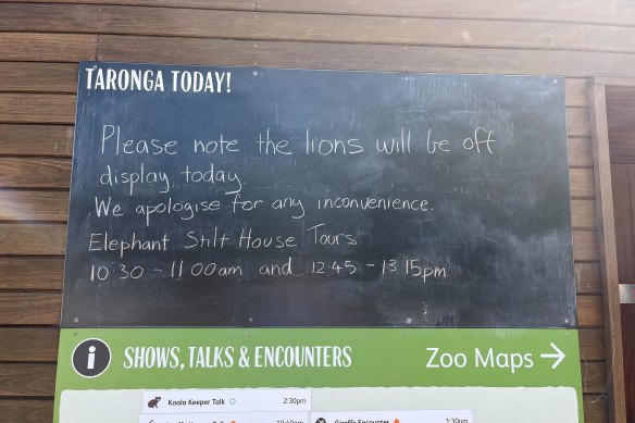 The lions will not return to their main enclosure until further investigations are conducted.