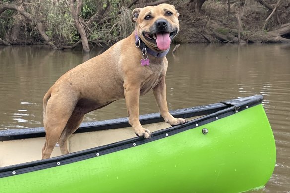Have dog, will paddle.