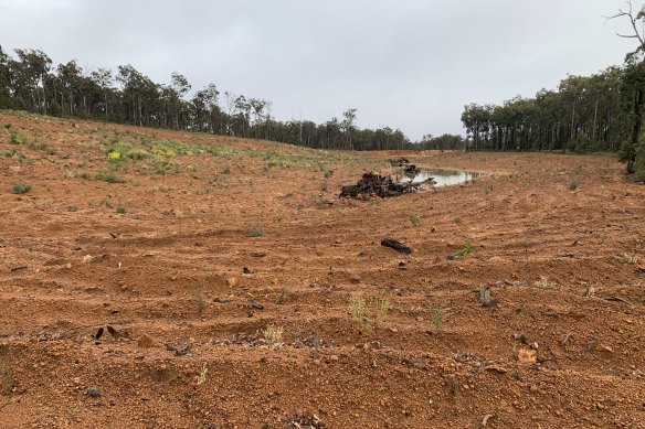 Area near Nanga Brook rehabilitated by Alcoa.  Photo taken August 2021.