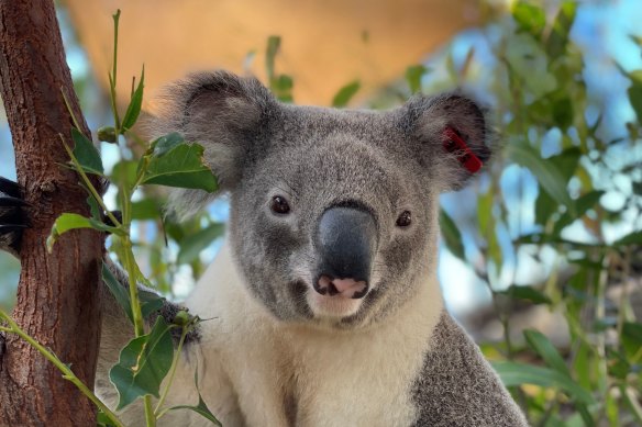 It’s hoped 2-year-old Jagger will herald a new type of conservation which could help save his species.