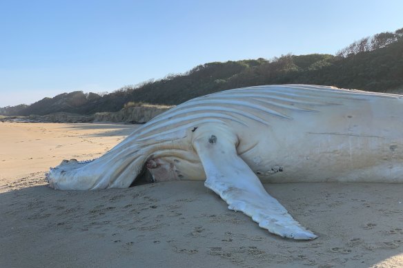 The humpback whale carcass that washed up near Mallacoota, eastern Victoria, last week.