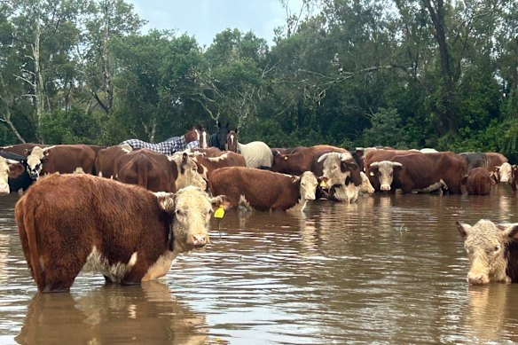 Cattle and horses in floodwater at Stuart Knox’s property in Moto near Taree. They all survived.