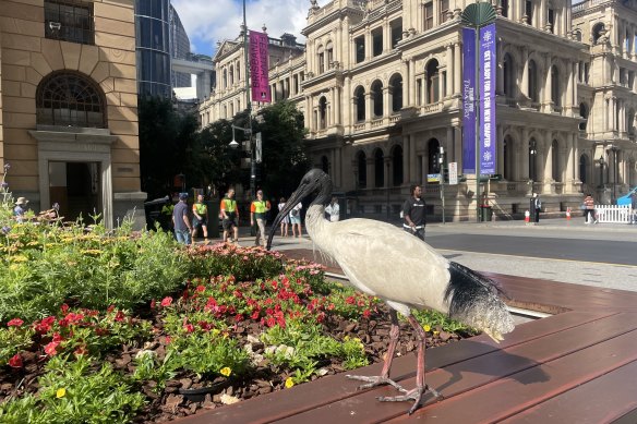 Foul-smelling swamp bird or a potential Brisbane icon?