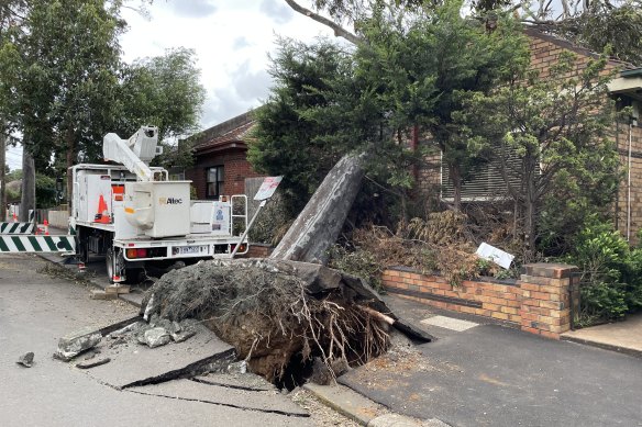 An uprooted tree on Ascot Vale Road in Flemington on Friday.