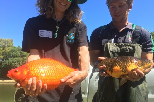 Goldfish are a common feature in many natural and artificial waterways in Perth. 