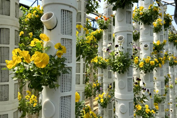 Edible flowers growing on Orlar pods.