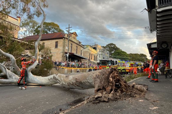 Fire crews work to clear an old gum tree that fell over Darling Street in Balmain, outside the London Hotel, following wild weather.
