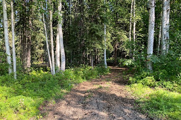 The trail that will lead to the exhibition site.