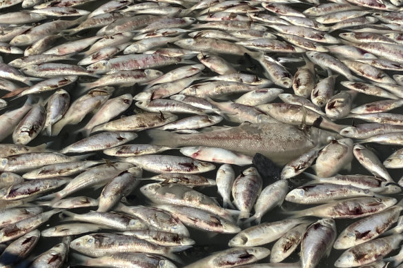Millions of dead fish have turned up along the Darling River.