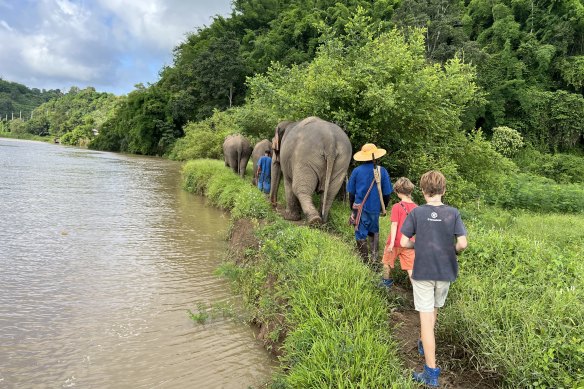Elephant walks alongside Ruak River has replaced elephant rides.