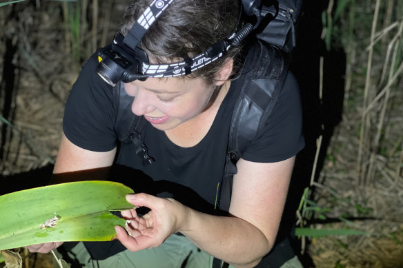 Dr Jodi Rowley with a screaming frog she spotted on the Central Coast on Sunday. 