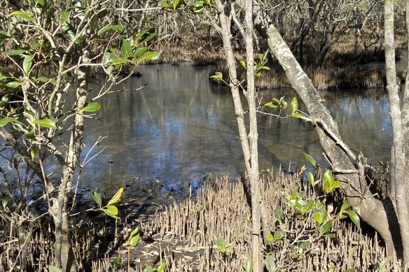 The Tinchi Tamba wetlands at Bald Hills includes mangroves, heathlands and sedge grasslands along the Pine River.