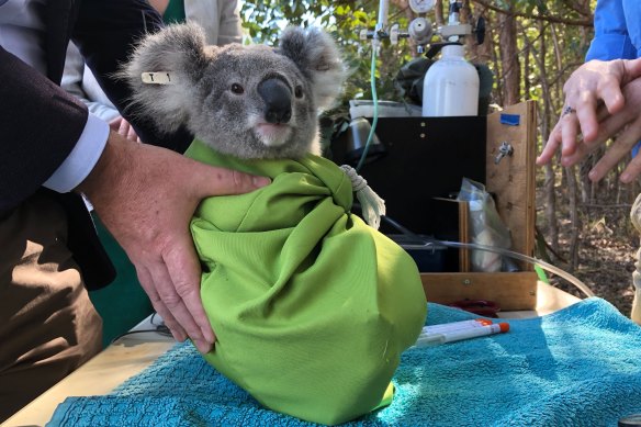 A young koala is tagged and measured before being released into Carindale bushland as part of a University of Queensland research project in 2020. 