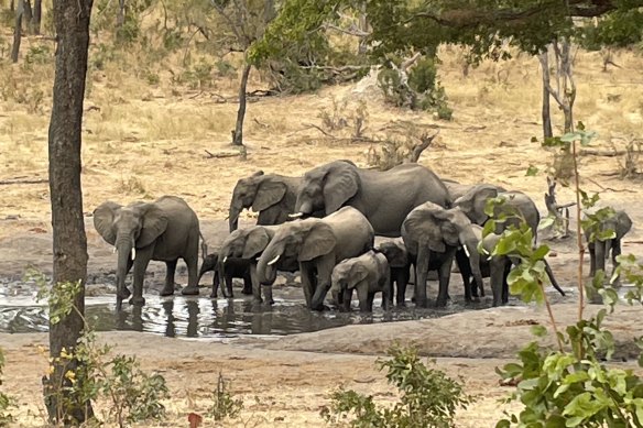 Elephants surround a waterhole at Matetsi Game Reserve.