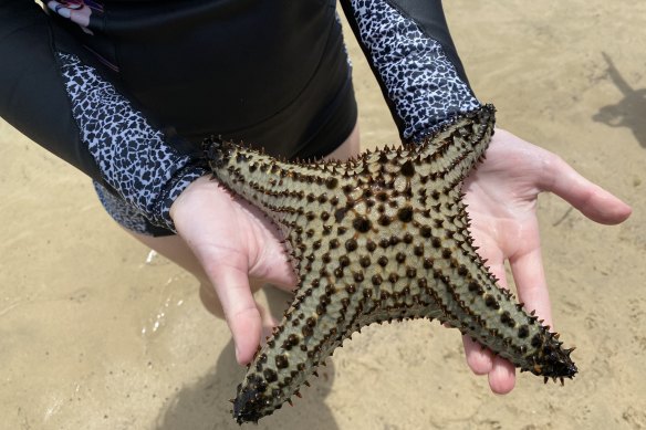 How starfish inspired businesses to come together to protect the