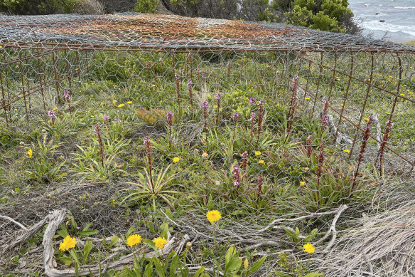 Native flowers growing back without the threat of rabbits. 