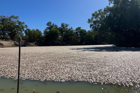 Millions of fish died near Menindee in outback NSW.