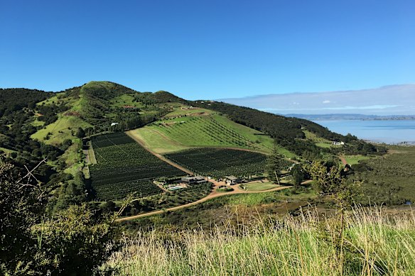 The island’s vineyards.