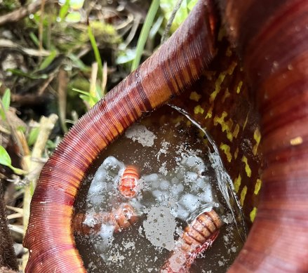 Giant millipede remains being digested in the pitcher of Nepenthes pongoides in Malaysia.